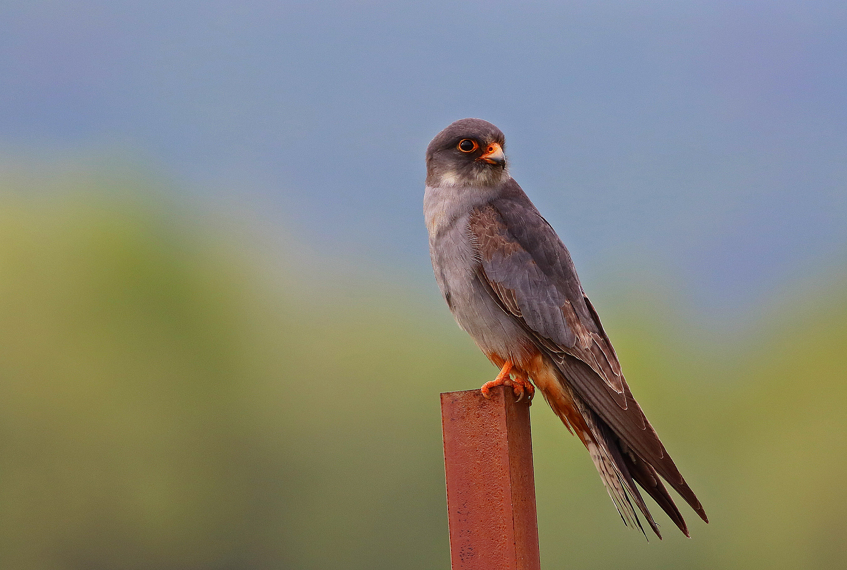 Red-footed Falcon